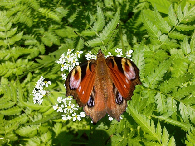 Aglais Io